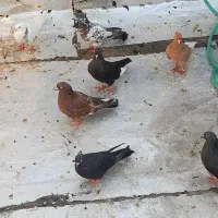 فروش کفتر|پرنده|اهواز, شهرک اکباتان|دیوار