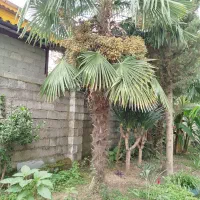 سه عدد درخت نخل (خرما)