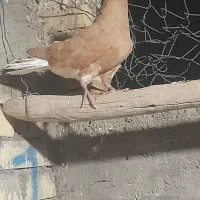 کبوتر