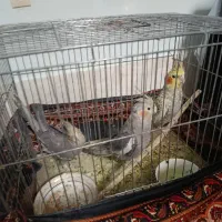 عروس هلندی