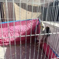 عروس هلندی مولد|پرنده|تهران, کوی بیمه|دیوار