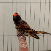 گلبسر نر دهن سهره