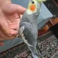 عروس هلندی طوسی نر|پرنده|تهران, مظاهری|دیوار