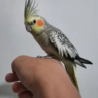 عروس هلندی