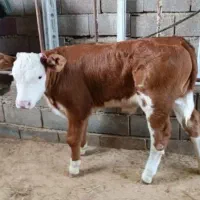 گوساله سیمینتال نامبروان