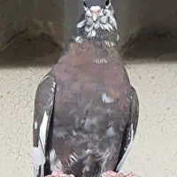 جفت شهری بی عیب|پرنده|بانش, |دیوار