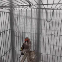 سهره انتیک|پرنده|ری, امین آباد|دیوار