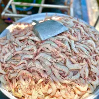 فروش ماهی و میگو تازه جنوب|خوردنی و آشامیدنی|بوشهر, |دیوار