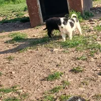 سه تا توله قهدریجانی اصیل