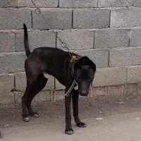 سگ‌گریت‌دین|سگ|رشت, لاکان|دیوار