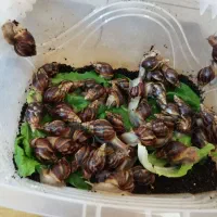 فروش حلزون پیش مولد مخصوص صورت و کلاژن سازی