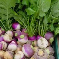 شلغم و چغندر