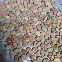 باقیه|حیوانات مزرعه|بروجرد, |دیوار