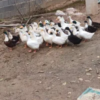 اردک گوشتی|حیوانات مزرعه|رشت, لاکان|دیوار