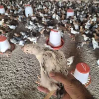 جوجه یک ماهه ، (مرغ ، خروس) گلپایگانی اصیل