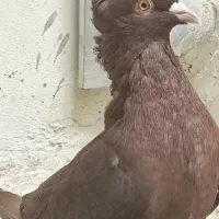 کبوتر سرخ درجه یک