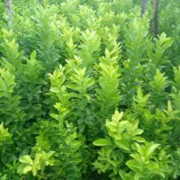 نهال|گل و گیاه طبیعی|ایذه, |دیوار