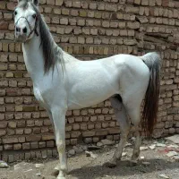 نریان سواری