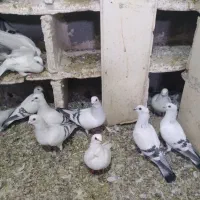 کبوتر|پرنده|ملکان, |دیوار