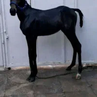 یک راس اسب نریان وسه راس کره اسب نژاد دار اصیل