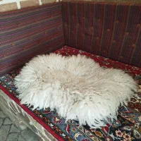 پادری شیک طرح حیوانات خاص