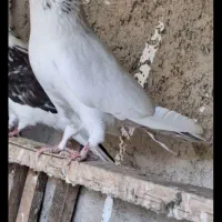 نر ساعتی