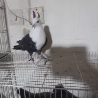 نواری|پرنده|مشهد, رضاییه|دیوار