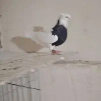 کبوترطوق سیا ماده