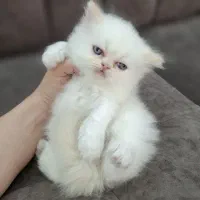 گربه پرشین|گربه|رشت, اسماعیل آباد|دیوار