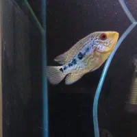 بی بی کامفا