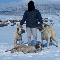 کانگال اصیل|سگ|جغتای, |دیوار