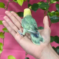 کوتوله برزیلی رنگ خاص|پرنده|محمودآباد, |دیوار