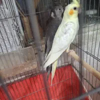 عروس هلندی|پرنده|بندرعباس, |دیوار