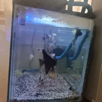 ماهی و وسایل|ماهی|قزوین, |دیوار