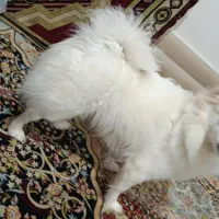 سگ فانتزی پامرین  سایز ۱