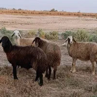 گوسفند