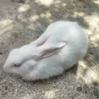بچه خرگوش