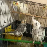 طوطی عروس هلندی|پرنده|رشت, سیا اسطلخ|دیوار