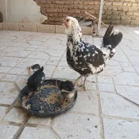 ۲مرغ گلین و ۳جوجه گلین پنگوئنی