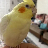 گمشده