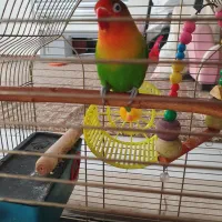 طوطی برزیلی نر