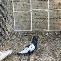 کبوتر سینه|پرنده|جنت, |دیوار