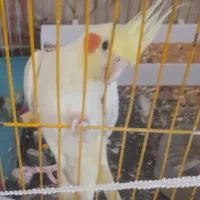 عروس هلندی مولد|پرنده|نیریز, |دیوار