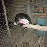 بوقلمون نر بزرگ