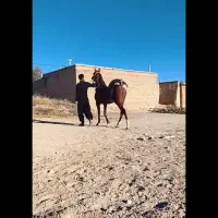 اسب مادیان سردمگیر بی نظیر