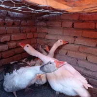 دو عدد ماده غاز محلی تخم گذار