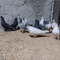 کبوتر تهرونی و دمگیر|پرنده|برخوار, |دیوار