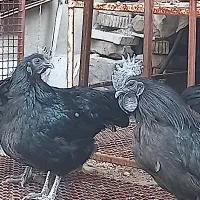 تخم مرغ نطفه دار ایام سمانی