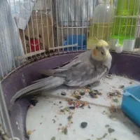 طوطی بیار خوب|پرنده|رشت, رودباری|دیوار