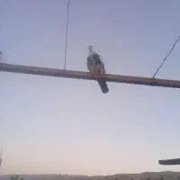 کفتر یا کبوتر|پرنده|گیان, |دیوار
